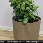 Jade Plant Care - The Ultimate Guide for a Flourishing Succulent Beauty