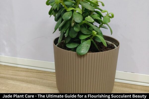 Jade Plant Care – The Ultimate Guide for a Flourishing Succulent Beauty